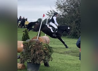 Poney de selle allemand, Jument, 8 Ans, 148 cm