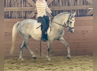 Poney de selle allemand, Jument, 8 Ans, 148 cm, Gris