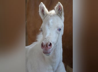 Poney de selle allemand, Jument, 8 Ans, 148 cm, Palomino