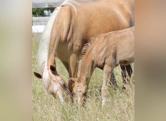 Poney de selle allemand, Jument, 8 Ans, 148 cm, Palomino