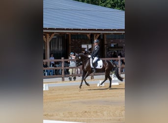 Poney de selle allemand, Jument, 8 Ans, 149 cm, Bai brun foncé