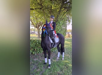 Poney de selle allemand, Jument, 8 Ans, 149 cm, Bai brun foncé