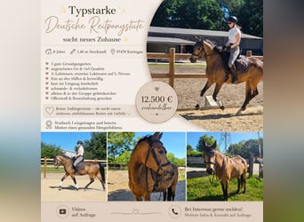 Poney de selle allemand, Jument, 8 Ans, 149 cm, Buckskin