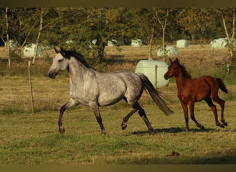 Poney de selle allemand, Jument, 8 Ans, 152 cm, Gris pommelé