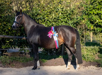 Poney de selle allemand, Jument, 8 Ans, 153 cm, Bai brun foncé