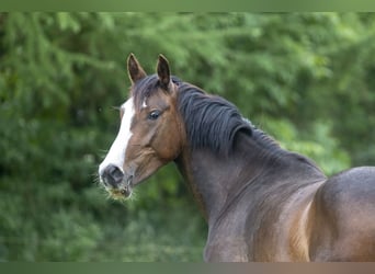 Poney de selle allemand, Jument, 8 Ans, 153 cm, Bai brun foncé