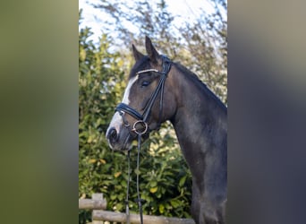 Poney de selle allemand, Jument, 8 Ans, 153 cm, Bai brun foncé