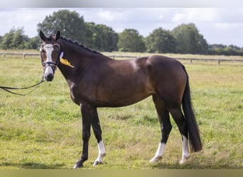 Poney de selle allemand, Jument, 8 Ans, 153 cm, Bai brun foncé