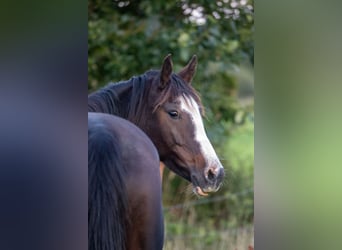 Poney de selle allemand, Jument, 8 Ans, 153 cm, Bai brun foncé