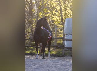 Poney de selle allemand, Jument, 8 Ans, 153 cm, Bai brun foncé