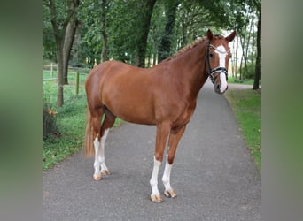 Poney de selle allemand, Jument, 8 Ans, 155 cm, Alezan