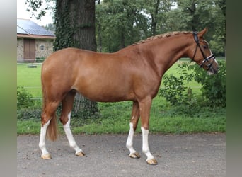 Poney de selle allemand, Jument, 8 Ans, 155 cm, Alezan