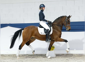 Poney de selle allemand, Jument, 8 Ans, 157 cm, Bai