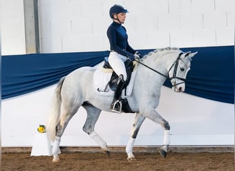 Poney de selle allemand, Jument, 9 Ans, 138 cm, Gris