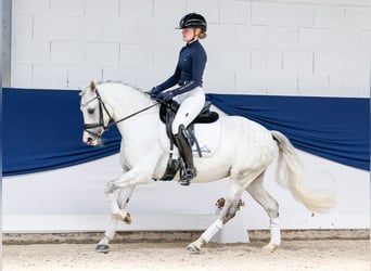 Poney de selle allemand, Jument, 9 Ans, 139 cm, Gris