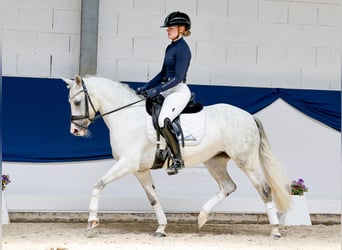 Poney de selle allemand, Jument, 9 Ans, 139 cm, Gris