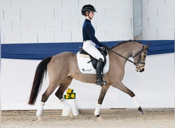 Poney de selle allemand, Jument, 9 Ans, 141 cm, Isabelle