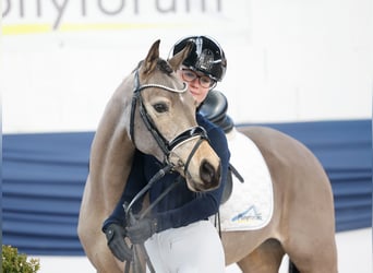 Poney de selle allemand, Jument, 9 Ans, 141 cm, Isabelle