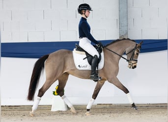Poney de selle allemand, Jument, 9 Ans, 141 cm, Isabelle