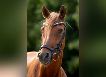 Poney de selle allemand, Jument, 9 Ans, 143 cm, Alezan