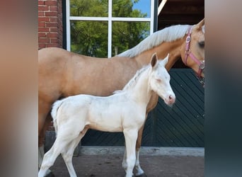 Poney de selle allemand, Jument, 9 Ans, 143 cm, Palomino