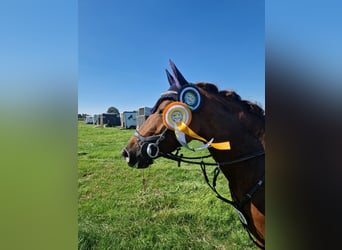 Poney de selle allemand, Jument, 9 Ans, 144 cm, Alezan brûlé