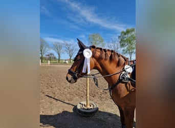 Poney de selle allemand, Jument, 9 Ans, 144 cm, Alezan brûlé