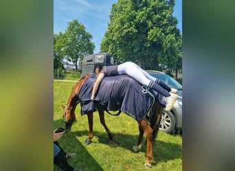 Poney de selle allemand, Jument, 9 Ans, 144 cm, Alezan brûlé