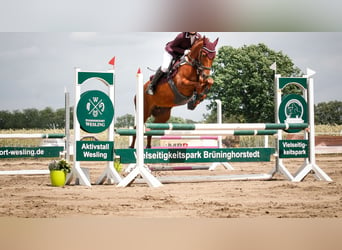 Poney de selle allemand, Jument, 9 Ans, 144 cm, Alezan brûlé