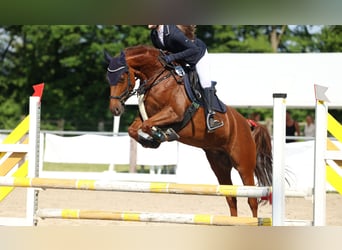 Poney de selle allemand, Jument, 9 Ans, 144 cm, Alezan brûlé