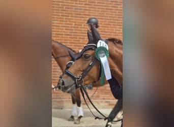 Poney de selle allemand, Jument, 9 Ans, 144 cm, Alezan brûlé