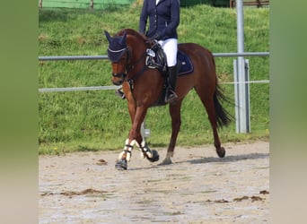 Poney de selle allemand, Jument, 9 Ans, 144 cm, Alezan brûlé