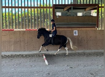 Poney de selle allemand, Jument, 9 Ans, 144 cm, Pinto