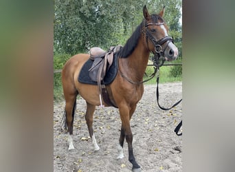 Poney de selle allemand, Jument, 9 Ans, 145 cm, Bai