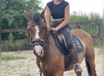 Poney de selle allemand, Jument, 9 Ans, 145 cm, Bai