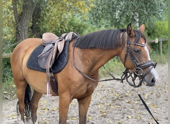 Poney de selle allemand, Jument, 9 Ans, 145 cm, Bai