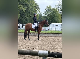 Poney de selle allemand, Jument, 9 Ans, 146 cm, Bai