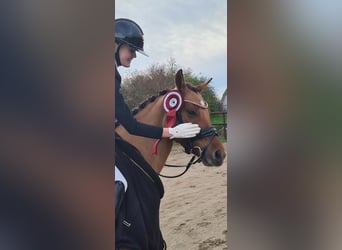 Poney de selle allemand, Jument, 9 Ans, 146 cm, Isabelle