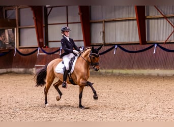 Poney de selle allemand, Jument, 9 Ans, 146 cm, Isabelle