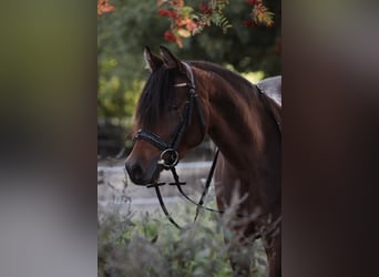 Poney de selle allemand, Jument, 9 Ans, 147 cm, Bai brun