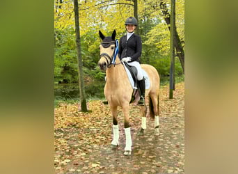 Poney de selle allemand, Jument, 9 Ans, 147 cm, Isabelle