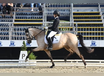 Poney de selle allemand, Jument, 9 Ans, 147 cm, Isabelle