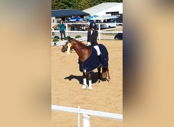 Poney de selle allemand, Jument, 9 Ans, 148 cm, Alezan