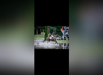 Poney de selle allemand, Jument, 9 Ans, 148 cm, Bai