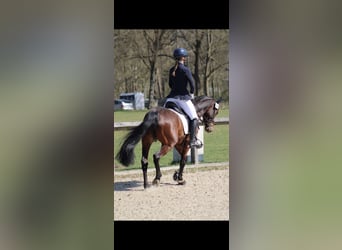 Poney de selle allemand, Jument, 9 Ans, 148 cm, Bai