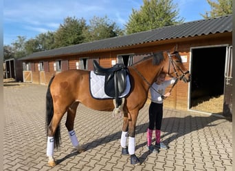 Poney de selle allemand, Jument, 9 Ans, 148 cm, Bai
