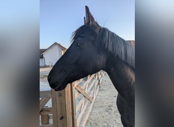 Poney de selle allemand, Jument, 9 Ans, 148 cm, Noir