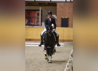 Poney de selle allemand, Jument, 9 Ans, 148 cm, Noir