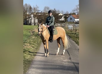 Poney de selle allemand, Jument, 9 Ans, 148 cm, Palomino