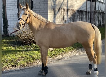 Poney de selle allemand, Jument, 9 Ans, 148 cm, Palomino